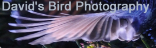 david's bird photos